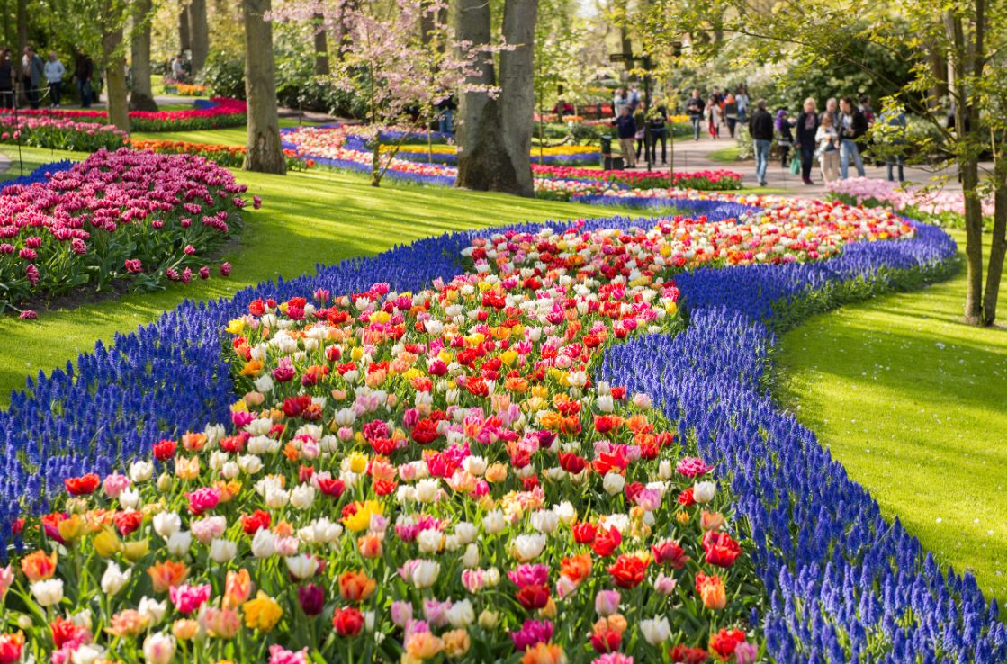 campo de tulipanes Keunkenhof